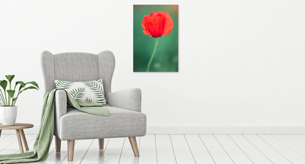 Tablou canvas, Floare de mac salbatic, portret, 70x100 cm [3]