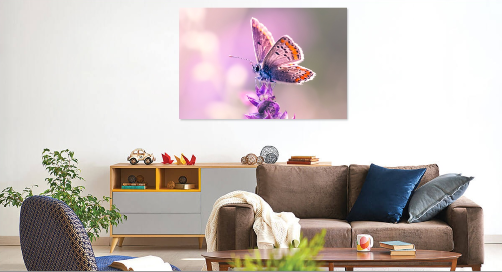 Tablou canvas, Fluture pe orhidee salbatica, primavara, Aricia agestis - Albastrelul osului iepuresc, 100x70 cm [2]