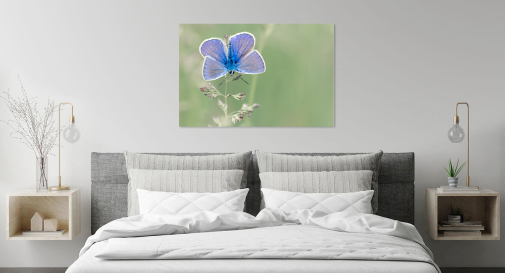 Tablou canvas, Fluturele albastru, Plebejus argyrognomon, 100x70 cm [3]