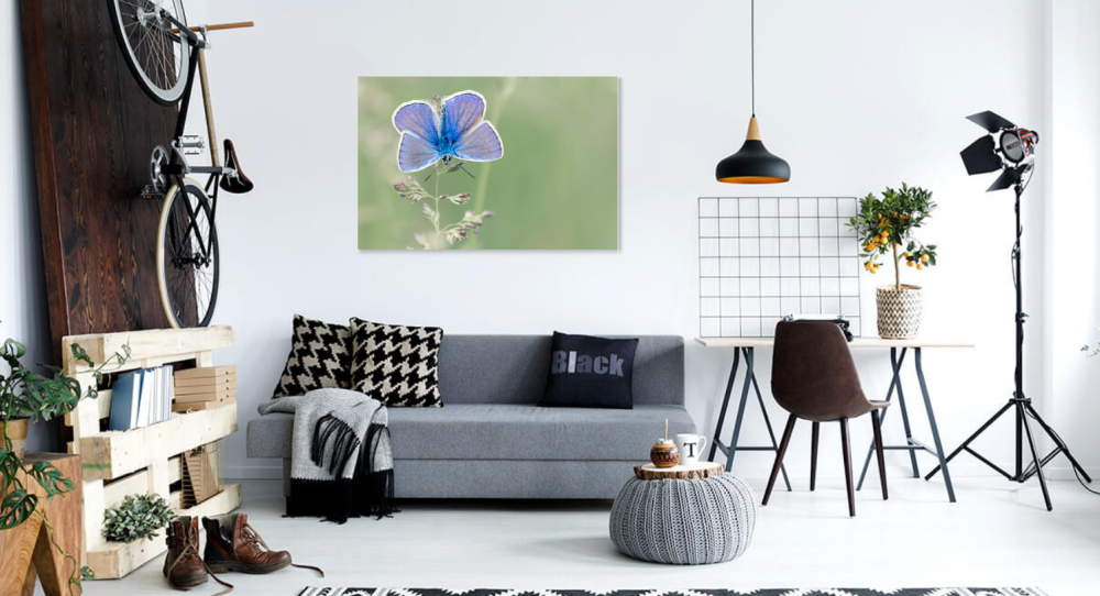 Tablou canvas, Fluturele albastru, Plebejus argyrognomon, 100x70 cm [2]