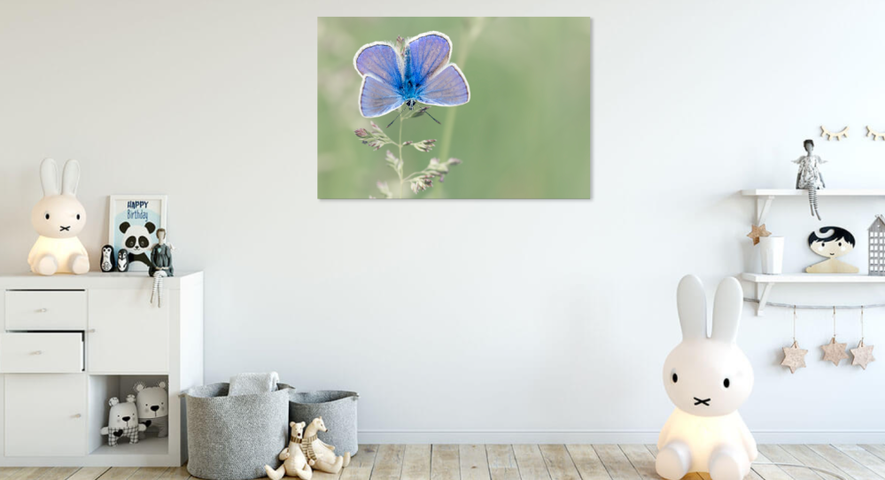 Tablou canvas, Fluturele albastru, Plebejus argyrognomon, 100x70 cm [4]