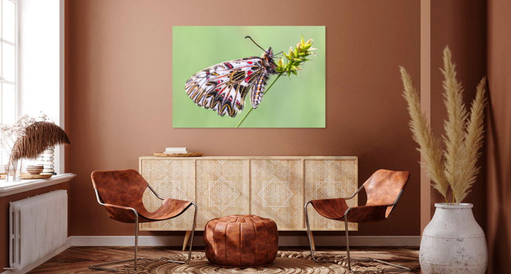 Tablou canvas, Fluturele Marul Lupului, profil, Zerynthia polyxena, 120x80 cm [4]