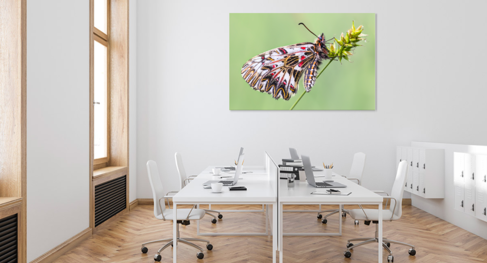 Tablou canvas, Fluturele Marul Lupului, profil, Zerynthia polyxena, 120x80 cm [5]