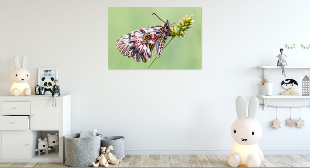 Tablou canvas, Fluturele Marul Lupului, profil, Zerynthia polyxena, 120x80 cm [2]