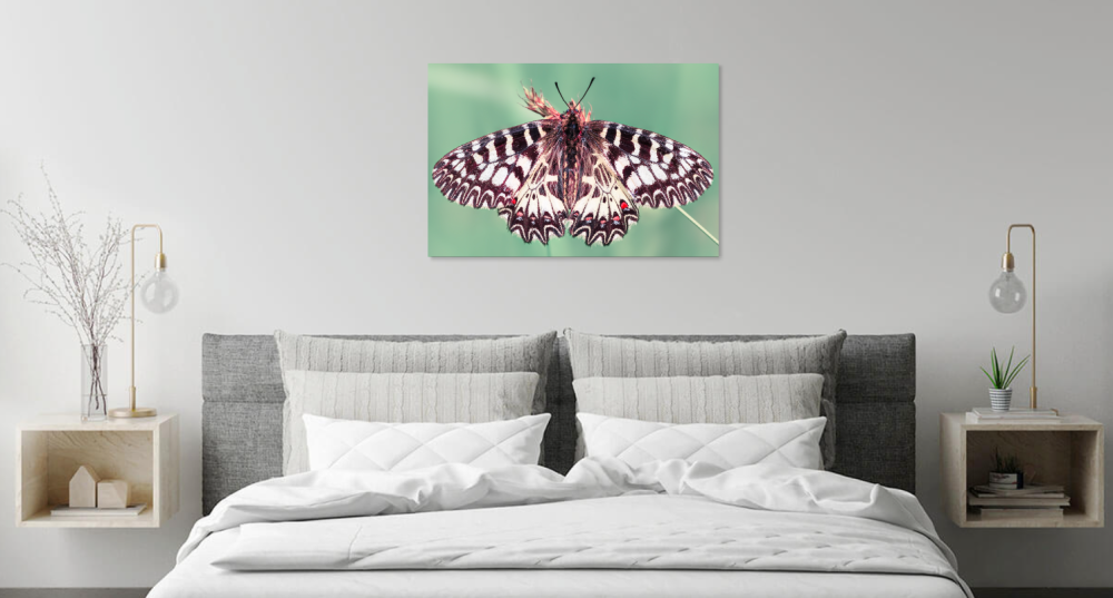 Tablou canvas, Fluturele Marul Lupului, Zerynthia polyxena, 120x80 cm [4]