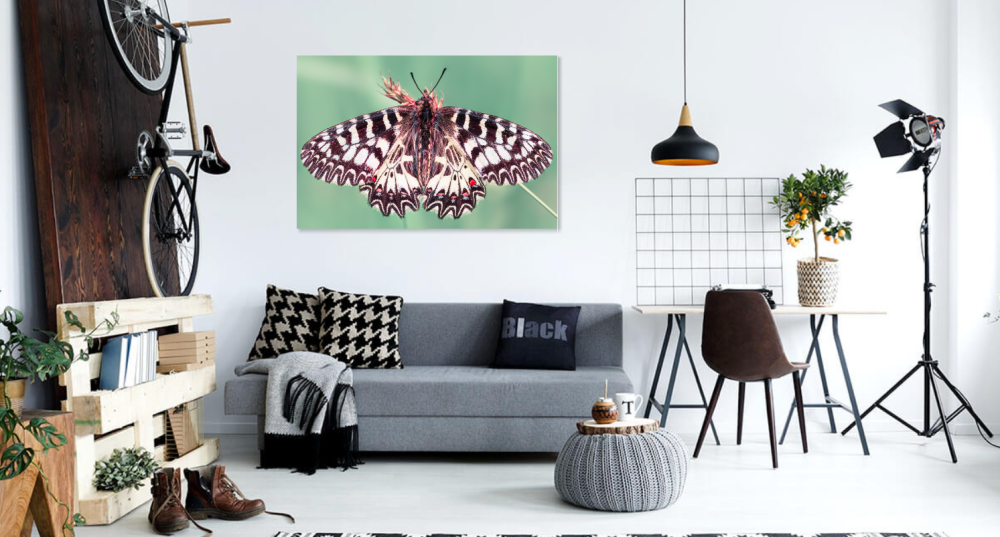 Tablou canvas, Fluturele Marul Lupului, Zerynthia polyxena, 120x80 cm [3]