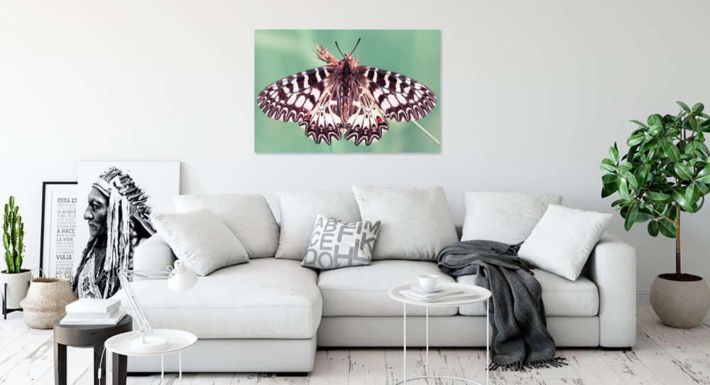 Tablou canvas, Fluturele Marul Lupului, Zerynthia polyxena, 120x80 cm [2]