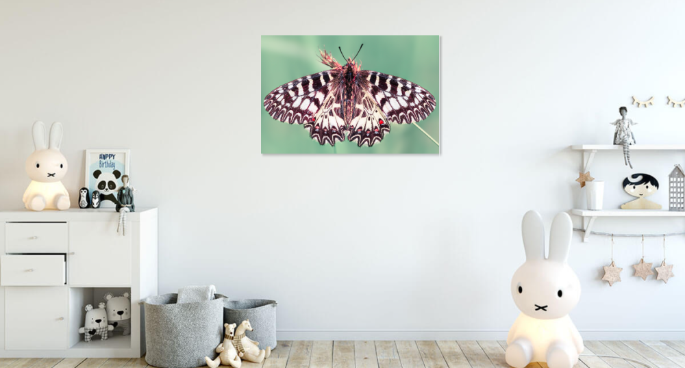 Tablou canvas, Fluturele Marul Lupului, Zerynthia polyxena, 120x80 cm [5]