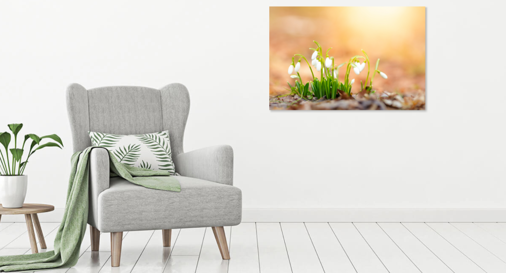 Tablou canvas, Ghiocei cu frunze indoite (Galanthus plicatus), Dobrogea, 100x70 cm [3]