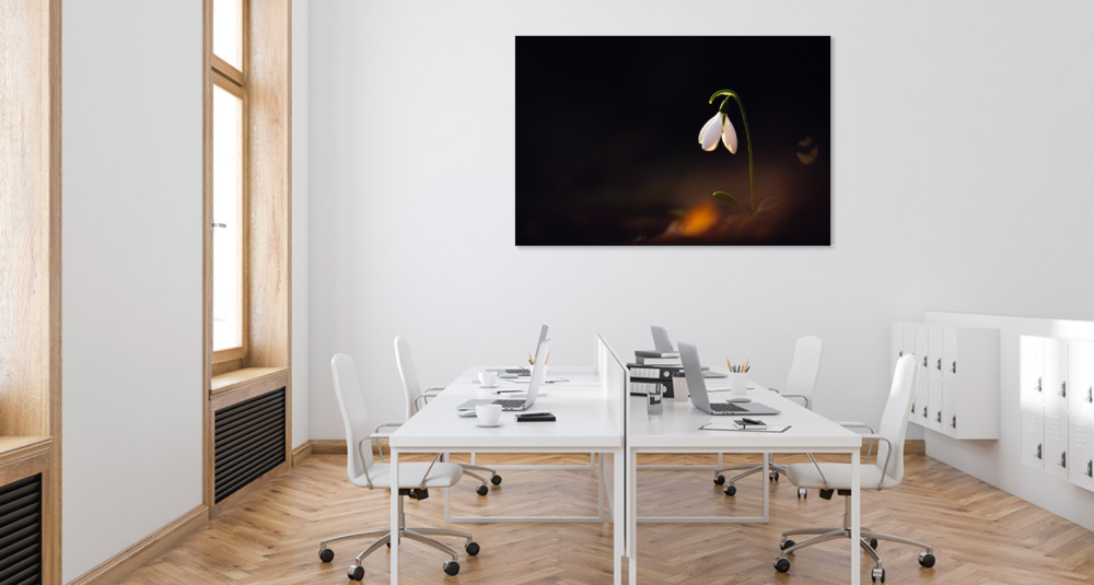 Tablou canvas, Ghiocelul cel mare (Galanthus elwesii), 100x70 cm [4]