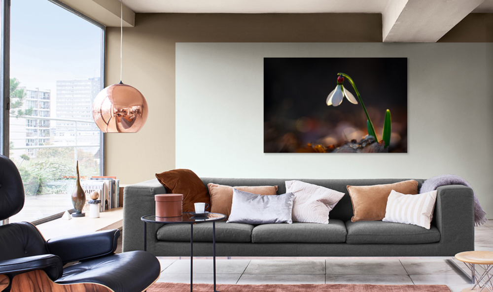 Tablou canvas, Ghiocelul cel mare (Galanthus elwesii), buburuza, 100x70 cm [4]