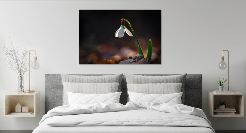 Tablou canvas, Ghiocelul cel mare (Galanthus elwesii), buburuza, 100x70 cm [5]