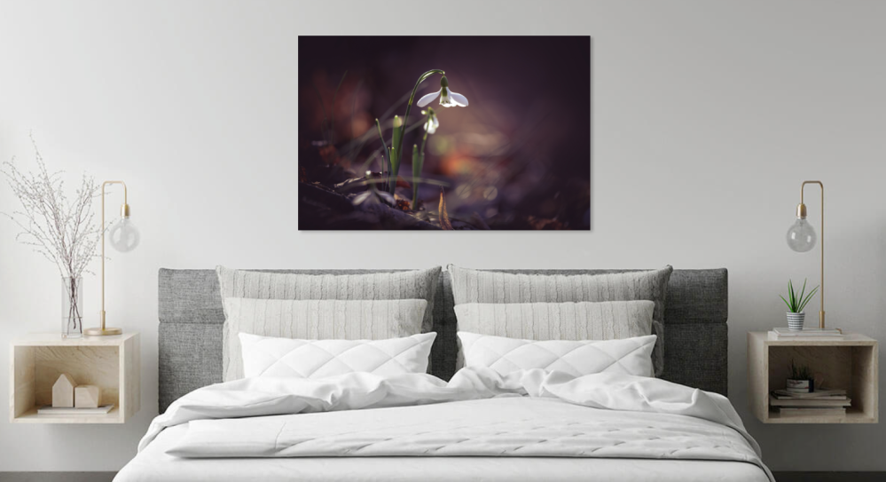 Tablou canvas, Ghiocelul cel mare (Galanthus elwesii) inflorit, 90x60 cm [4]