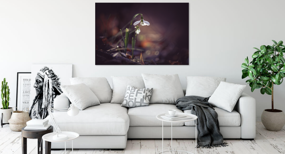 Tablou canvas, Ghiocelul cel mare (Galanthus elwesii) inflorit, 90x60 cm [2]