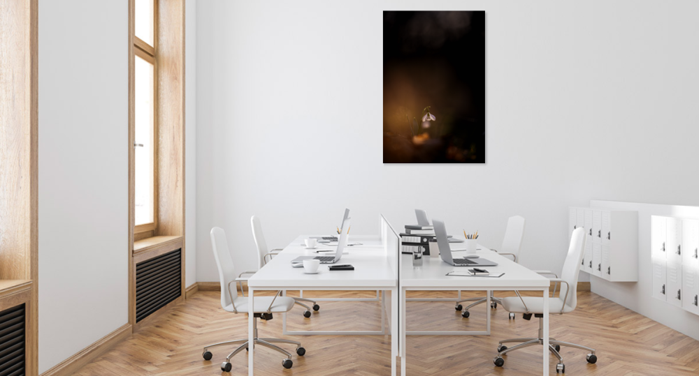 Tablou canvas, Ghiocelul cel mare (Galanthus elwesii) inflorit, portret, 30x50 cm [5]