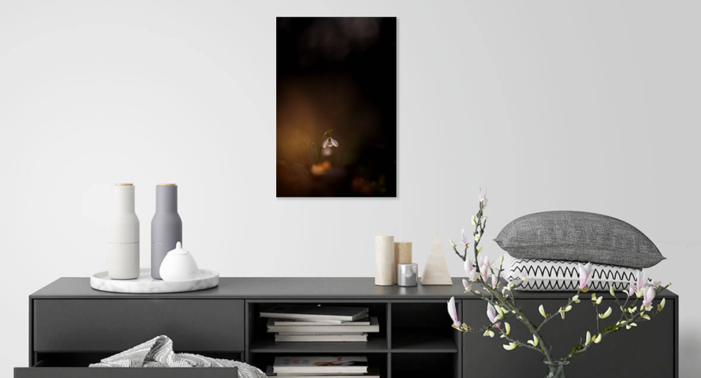 Tablou canvas, Ghiocelul cel mare (Galanthus elwesii) inflorit, portret, 30x50 cm [4]