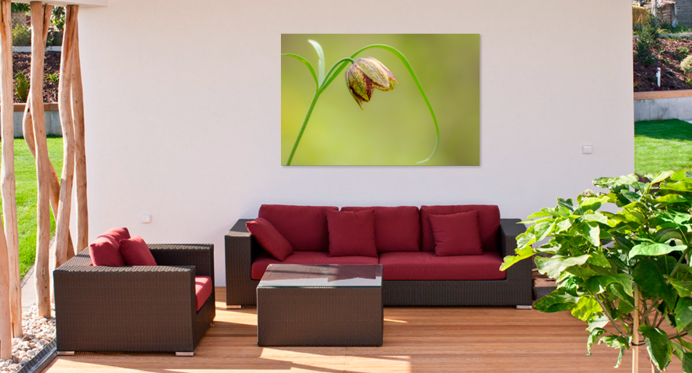 Tablou canvas, Laleaua pestrita (Fritillaria montana), 100x70 cm [2]
