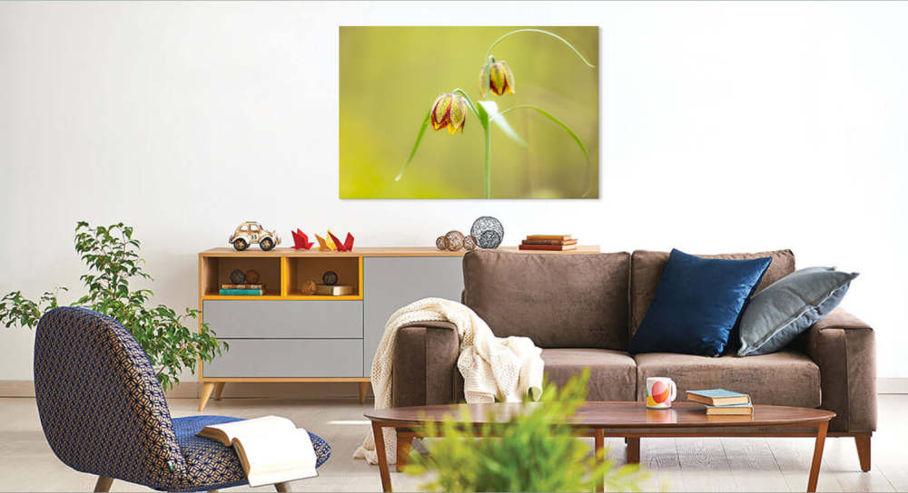 Tablou canvas, Lalele pestrite (Fritillaria montana), 50x30 cm [3]