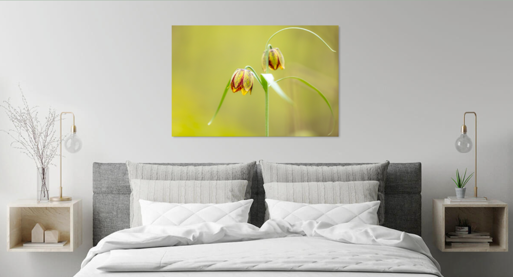 Tablou canvas, Lalele pestrite (Fritillaria montana), 50x30 cm [4]