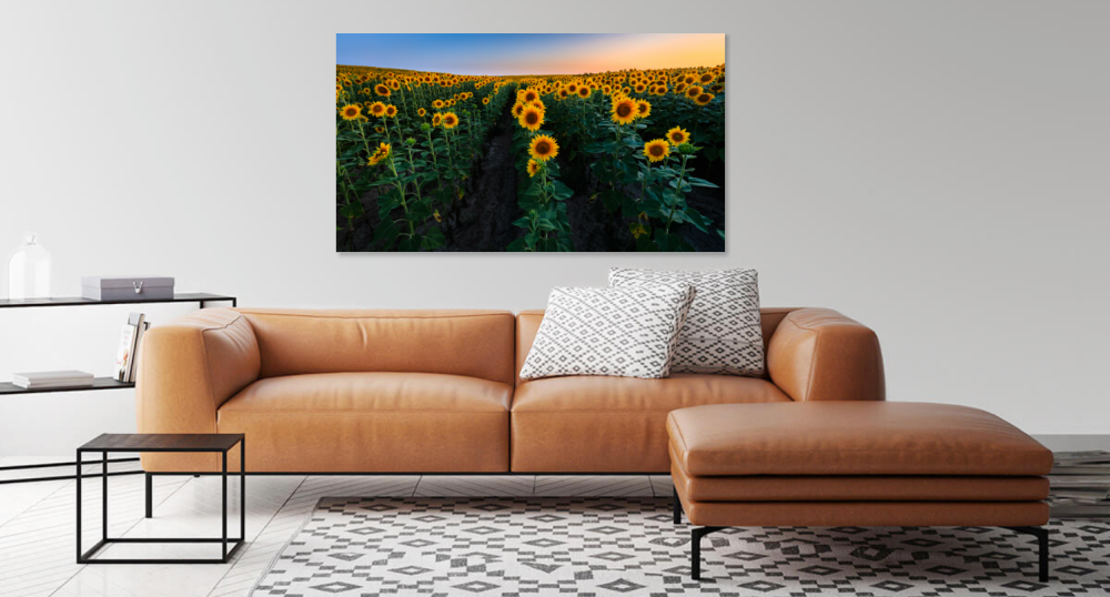 Tablou canvas, Lan de floarea soarelui, sunflowers, 120x80 cm [2]