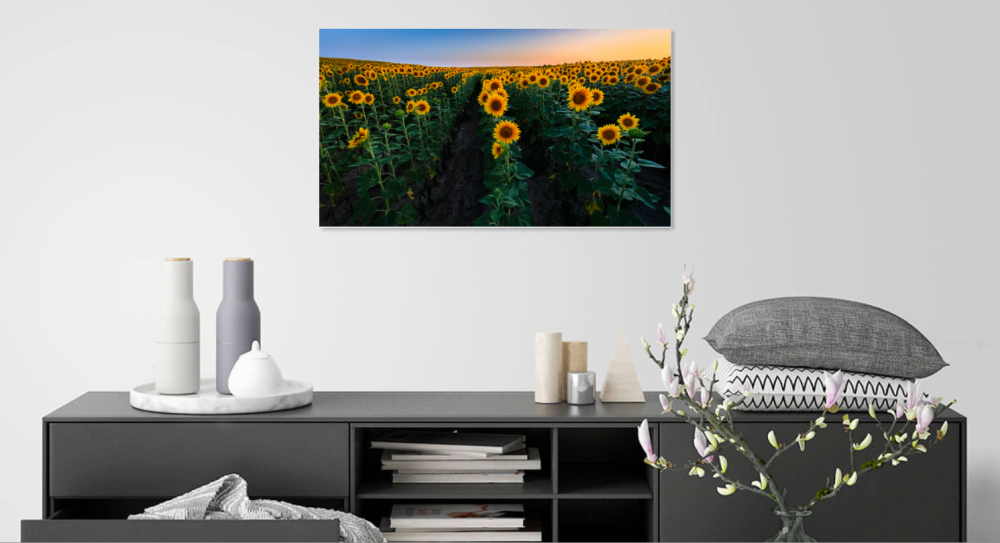 Tablou canvas, Lan de floarea soarelui, sunflowers, 120x80 cm [3]