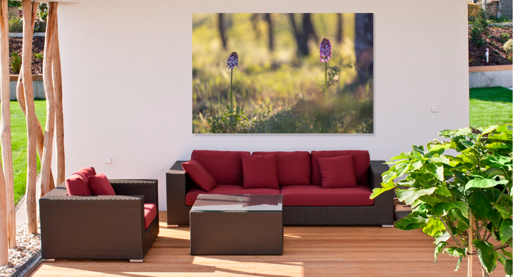 Tablou canvas, Orhidee salbatica (Orchis purpurea), 90x60 cm [3]