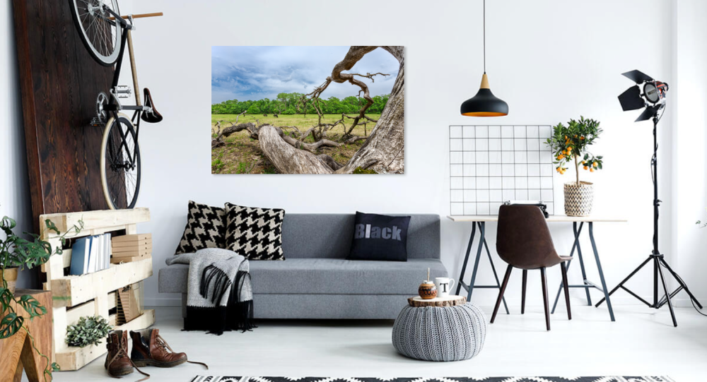 Tablou canvas, Stejar cazut pe Grindul Letea, Dunare, cai salbatici, 50x30 cm [5]