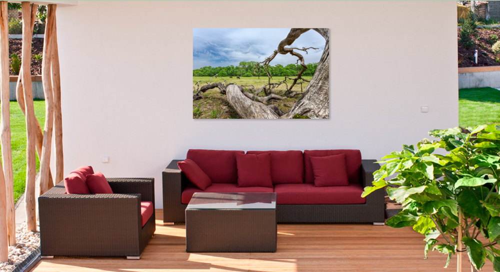 Tablou canvas, Stejar cazut pe Grindul Letea, Dunare, cai salbatici, 50x30 cm [4]