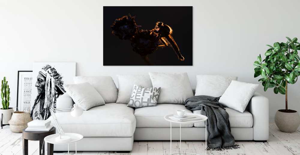 Tablou canvas, The robber fly in night on a flower, 120x80 cm [4]