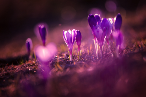 Tablouri canvas - Tablou canvas, Branduse in Muntii Rarau, 120x80 cm