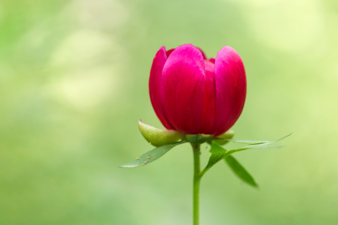 Flori si plante - Tablou canvas, Bujorul romanesc (Paeonia romanica), 120x80 cm