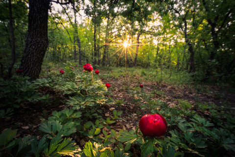 Tablouri canvas - Tablou canvas, Bujorul romanesc (Paeonia romanica), in padure, 100x70 cm