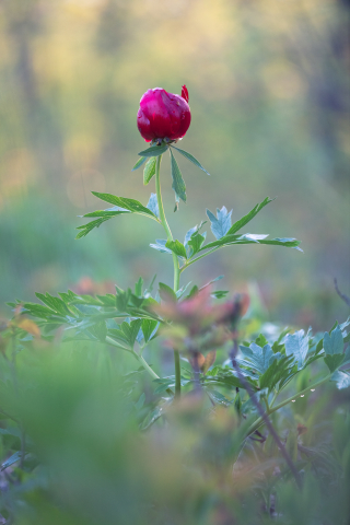 Flori si plante - Tablou canvas, Bujorul romanesc (Paeonia romanica), portret, 70x100 cm