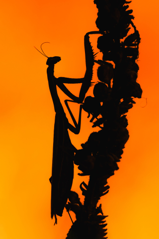 Flori si plante - Tablou canvas, Calugarita, Mantis religiosa, la apus, 60x90 cm