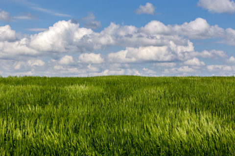 Flori si plante - Tablou canvas, Camp de grau, peisaj, 100x70 cm