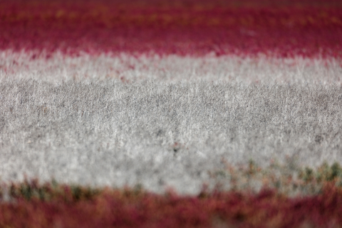 Flori si plante - Tablou canvas, Camp de plante de saratura (Salicornia sp.), colours, 100x70 cm