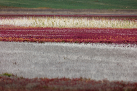 Flori si plante - Tablou canvas, Camp de plante de saratura (Salicornia sp.), multicolor, 100x70 cm