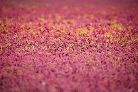 Flori si plante - Tablou canvas, Camp de plante de saratura (Salicornia sp.), pink, 50x30 cm