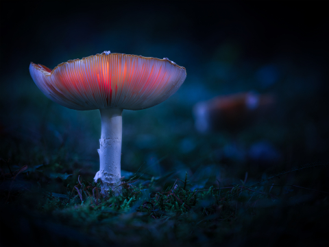 Flori si plante - Tablou canvas, Ciuperca, 120x80 cm