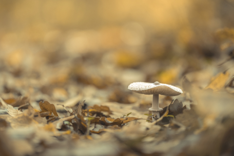 Flori si plante - Tablou canvas, Ciuperca din padure, 100x70 cm