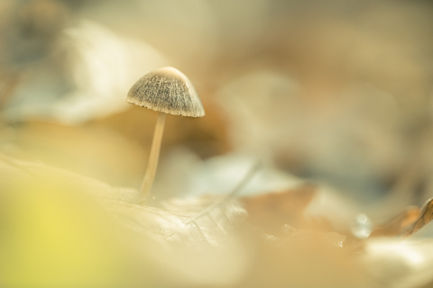 Flori si plante - Tablou canvas, Ciuperca umbreluta, 120x80 cm