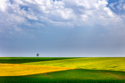 Flori si plante - Tablou canvas, Copac singuratic in Dobrogea, 50x30 cm