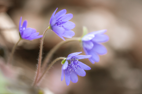Flori si plante - Tablou canvas, Crucea voinicului, specie endemica, 50x30 cm