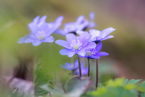 Tablouri canvas - Tablou canvas, Crucea voinicului, specie endemica in Muntii Carpati, 100x70 cm