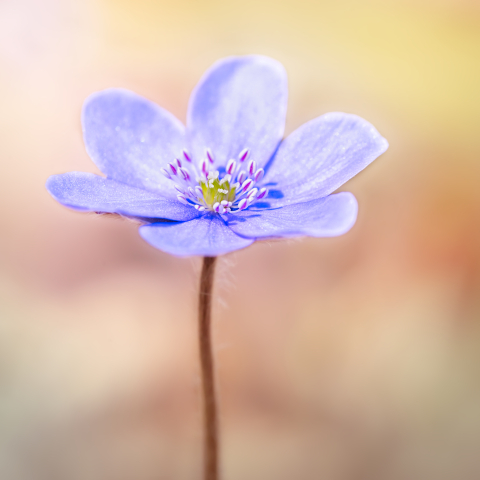 Flori si plante - Tablou canvas, Crucea voinicului, specie endemica in Muntii Carpati, portret, 80x80 cm