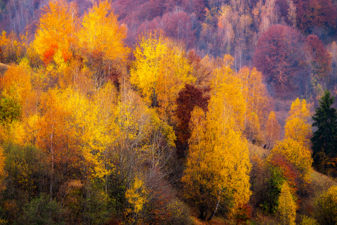 Tablouri canvas - Tablou canvas, Culori de toamna in Culoarul Rucar-Bran, munte, 100x70 cm