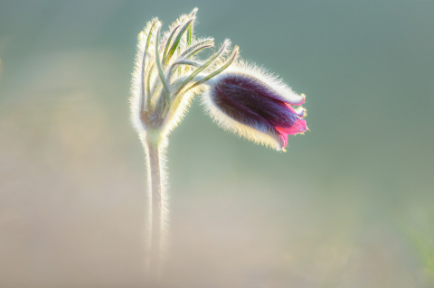 Tablouri canvas - Tablou canvas, Deditel (Pulsatilla montana), specie protejata, 100x70 cm