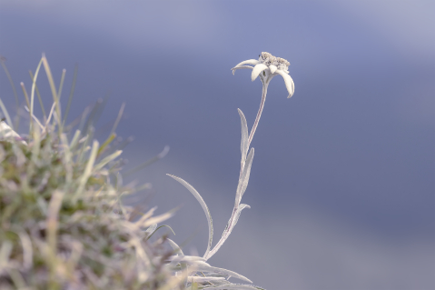 Flori si plante - Tablou canvas, Floare de colt (Leontopodium alpinum), monument al naturii, 100x70 cm