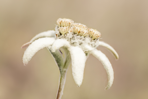 Flori si plante - Tablou canvas, Floare de colt (Leontopodium alpinum), specie monument al naturii, 100x70 cm