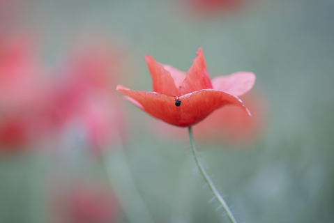 Flori si plante - Tablou canvas, Floare de mac salbatic, 100x70 cm